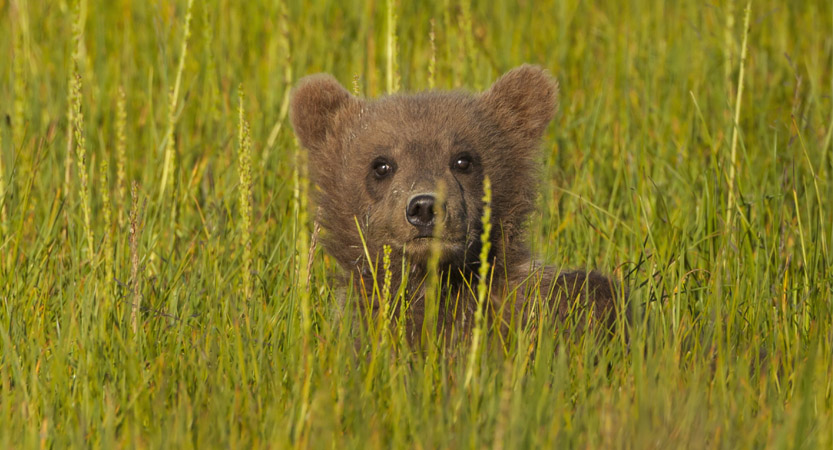 Beat Around the Bush - English Stripped Bare - B. Bearington & Naomi