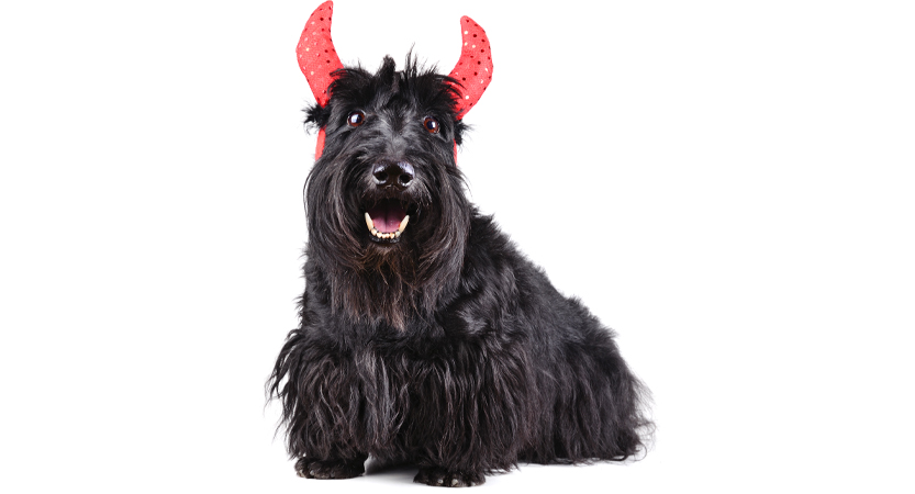 English Stripped Bare - B. Bearington & Naomi - Idiom - The Devil You Know