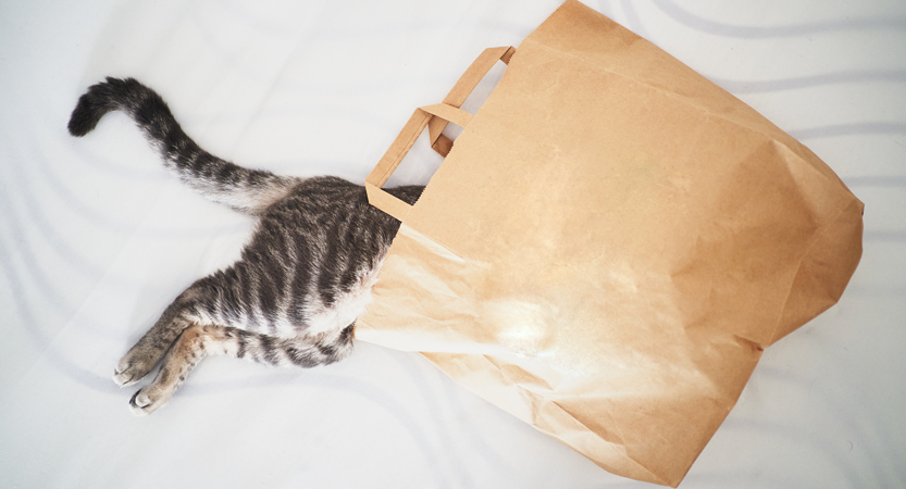 English Stripped Bare - B. Bearington & Naomi - Idiom Let the Cat Out of the Bag