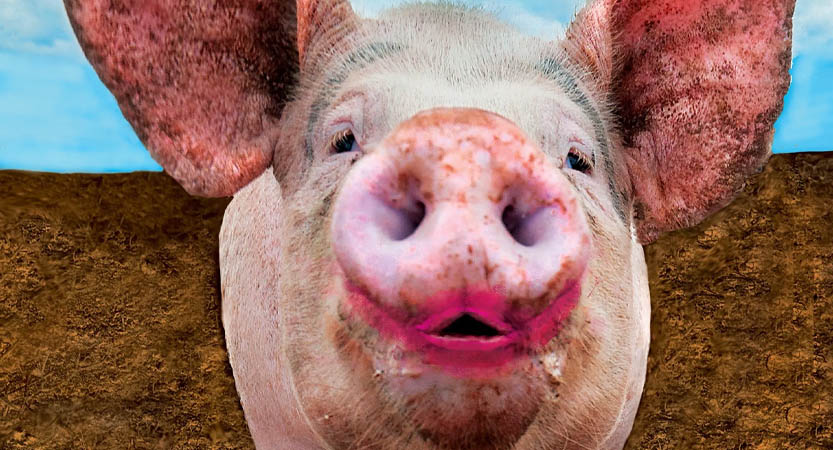 English Stripped Bare - B. Bearington & Naomi Idiom: Lipstick on a Pig